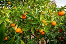 The Goleta Orchard House | The Chosen Collection - Image 5