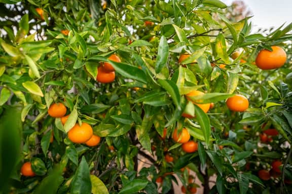 The Goleta Orchard House | The Chosen Collection - Image 5